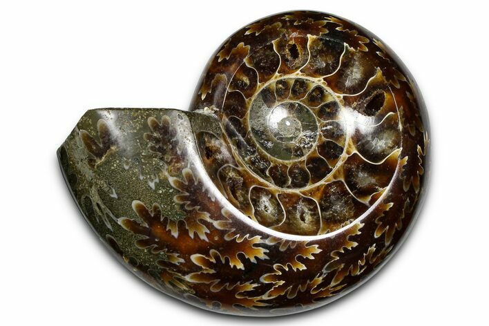 Polished Fossil Ammonite Dish - Madagascar #383905